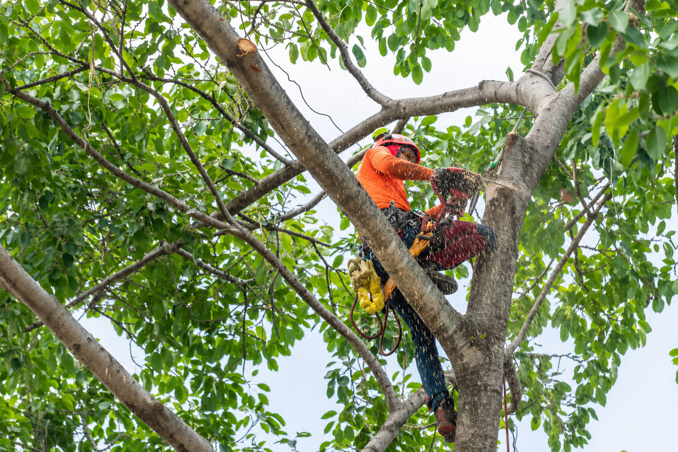 Commercial tree service in Laguna Niguel, CA