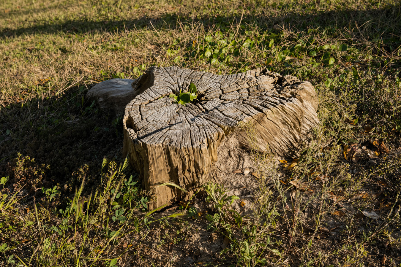 Stump grinding in Laguna Niguel, CA
