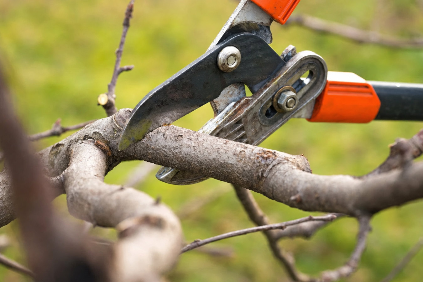 Tree pruning in Laguna Niguel, CA